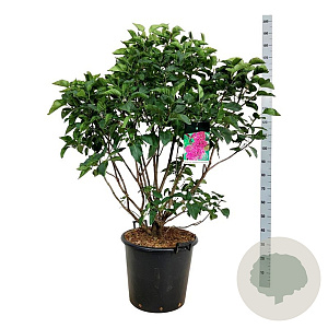 Syringa v. 'And. an Ludwig Späth' 100-125 cm cont. 55L extra