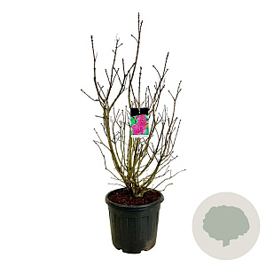 Syringa v. 'And. an Ludwig Späth' 100-125 cm cont. 55L extra