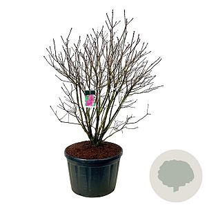 Syringa v. 'And. an Ludwig Späth' 150-175 cm cont. 230L solitair