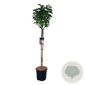 Syringa v. 'And. an Ludwig Späth' 90 cm stam 15L