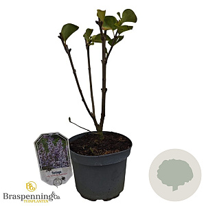 Syringa v. 'Katherine Havemeyer' 30-40 cm 3,0L