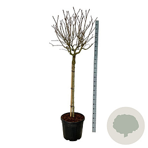 Syringa v. 'Katherine Havemeyer' 120 cm stam cont. 55L extra