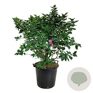 Syringa v. 'Michel Buchner' 100-125 cm cont. 55L extra