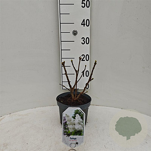 Syringa v. 'Rochester' 30-40 cm 3,0L
