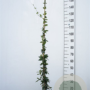 Trachelospermum jasminoides 125-150 cm 3,0L Gestokt