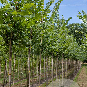 Ulmus laevis 10-12 HO volle grond