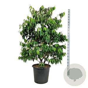 Viburnum plic. Kilimandjaro 150-175 cm cont. 55L extra