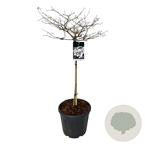 Viburnum plic. 'Watanabe' 90 cm stam 30L