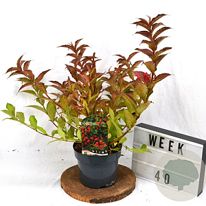 Weigela All Summer Red 40-60 cm 3,0L