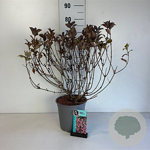 Weigela florida 'Foliis Purpureis' 50-60 cm 6,5L