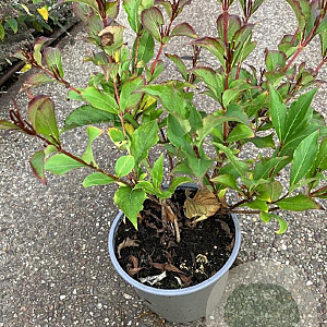 Weigela florida 'Victoria' 30-40 cm 2,0L