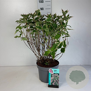 Weigela 'Nana Variegata' 40-50 cm 10L