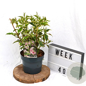 Weigela 'Nana Variegata' 40-60 cm 3,0L