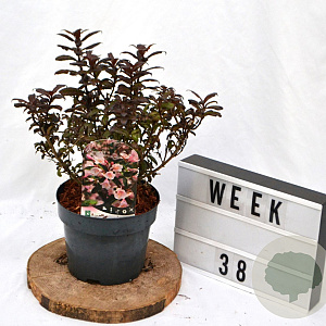Weigela Vintage Love 40-60 cm 3,0L