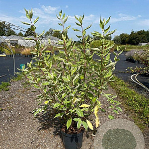 Cornus alba 'Elegantissima' 80-100 cm 10L