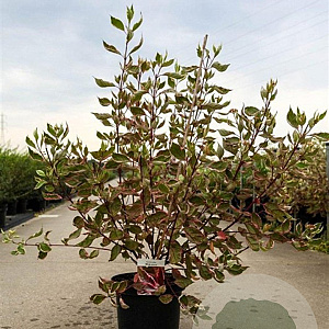 Cornus alba Miracle 80-100 cm 10L