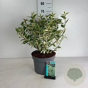 Cornus alba 'Sibirica Variegata' 50-60 cm 10L