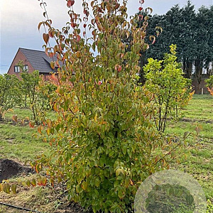 Cornus kousa chinensis 250-300 cm container meerstammig