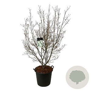 Cornus k. 'Milky Way' 170-200 cm cont. 55L extra