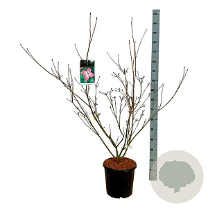 Cornus k. 'Satomi' 100-125 cm 15L