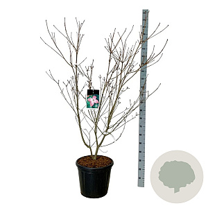 Cornus k. 'Satomi' 125-150 cm 30L extra