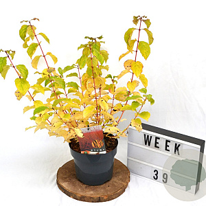 Cornus sang. 'Midwinter Fire' 40-60 cm 3,0L