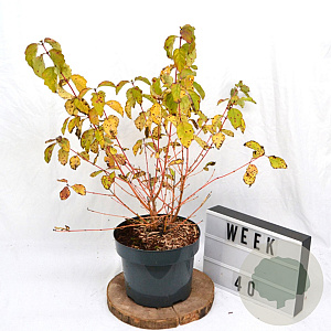 Cornus sang. 'Winter Beauty' 40-50 cm 5,0L