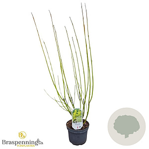 Cornus sericea 'Flaviramea' 40-60 cm 3,0L