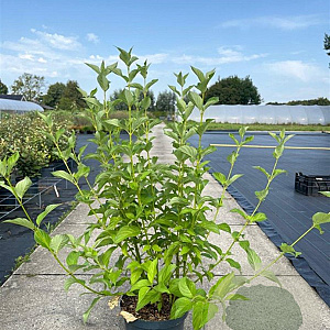 Cornus sericea 'Flaviramea' 80-100 cm 10L