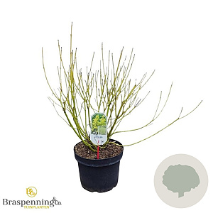 Cornus sericea 'Flaviramea' 80-100 cm 10L struik