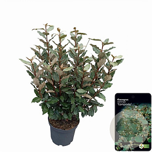 Elaeagnus ebb. 'Compacta' 60-80 cm 5,0L