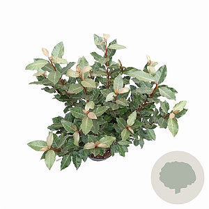 Elaeagnus ebb. 'Compacta' 60-80 cm 5,0L
