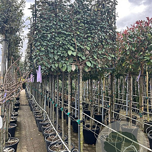 Elaeagnus ebb. 'Compacta' 8-10 HA
