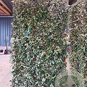 Elaeagnus ebb. 'Compacta' container lei 150x120