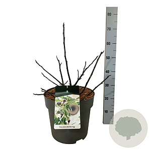 Ficus car. Little Miss Figgy 40-50 cm 15L