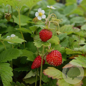 Fragaria a. 'Rügen' GM P9