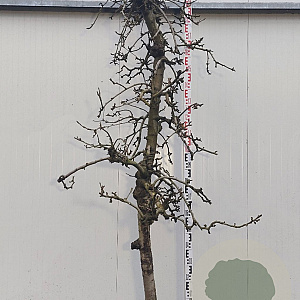 Malus d. 'Elstar' 18-20 HA cont. 65L karakter