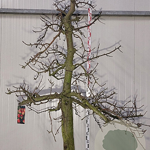 Malus d. 'Elstar' 30-40HA cont. 130L karakter