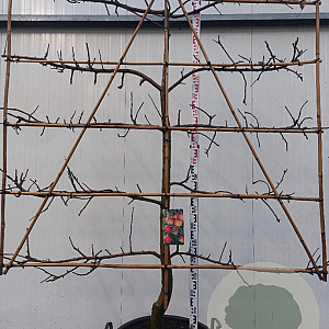 Malus d. 'Elstar' 18-20 HA cont. 110L lage lei  5 etages karakter