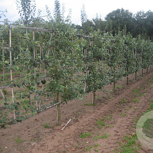 Malus d. 'Rode Boskoop' 20-30HA cont. 130L lage lei  5 etages karakter