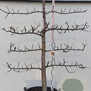 Malus d. 'Rode Boskoop' 20-30HA cont. 130L lage lei  5 etages karakter