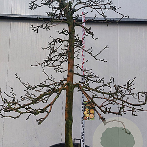 Malus d. 'Rode Boskoop' 18-20 HA cont. 80L karakter