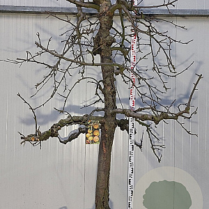 Malus d. 'Rode Boskoop' 30-35 HA cont. 160L karakter