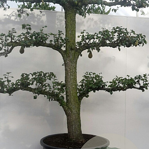 Pyrus c. 'Conference' 50-55HA, 50-55HA cont. 285L lage lei  5 etages 200-220b 250h