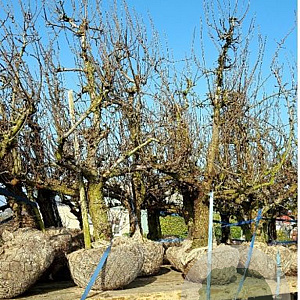 Pyrus c. 'Conference' 50-55HA, 50-55HA cont. 285L lage lei  5 etages 200-220b 250h