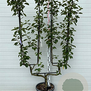 Pyrus c. 'Conference' GM container U vorm