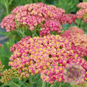 Achillea m. 'Lightning Pink' GM P9