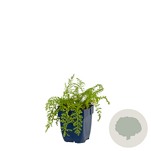 Achillea m. 'Paprika' GM  P11