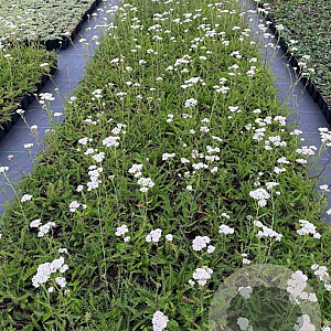 Achillea m. 'White Beauty' GM P9