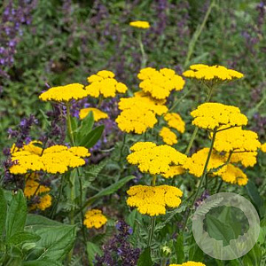 Achillea tomentosa 'Aurea' GM P9